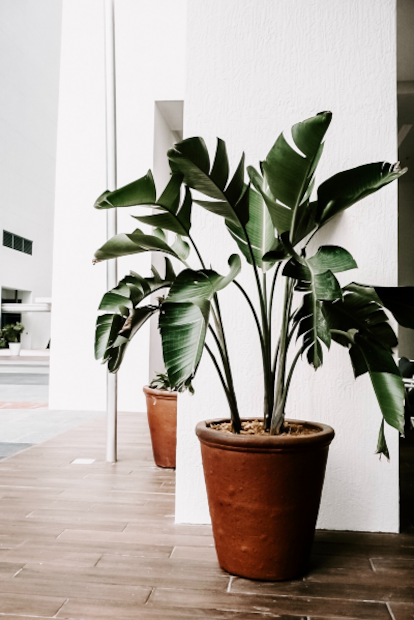 Las mejores plantas para decorar cada rincón de tu casa