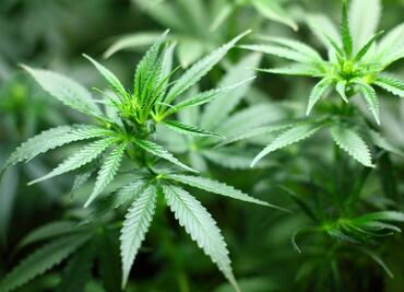Empresa ofrece trabajo como ¡catador de marihuana!