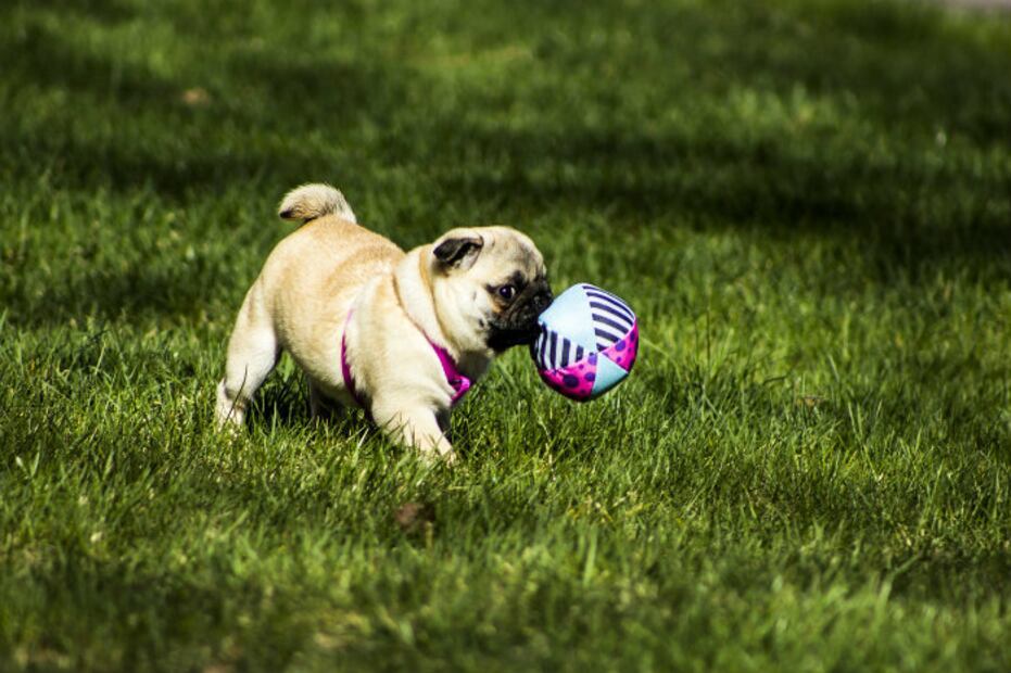 10 curiosidades de los perros Pug que debes saber si te gustan