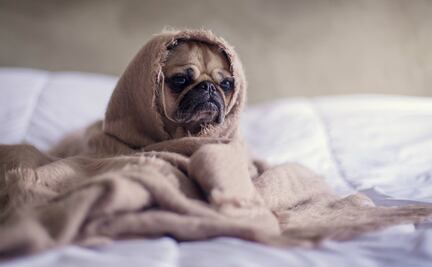 5 tips para tranquilizar a tu perro durante una lluvia con truenos