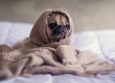 5 tips para tranquilizar a tu perro durante una lluvia con truenos