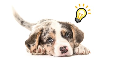 5 trucos sencillos que puedes enseñarle a tu perro