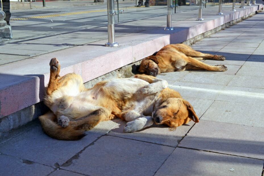 En Holanda ya no hay perros callejeros… ¡éste es su secreto!