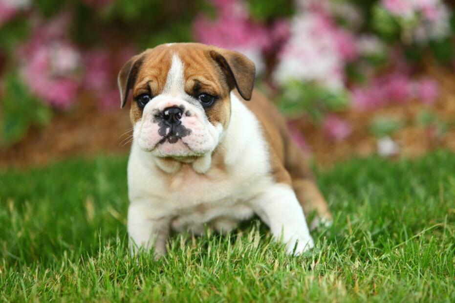 Bulldog inglés: 7 problemas de salud por los que no debes comprar esta raza