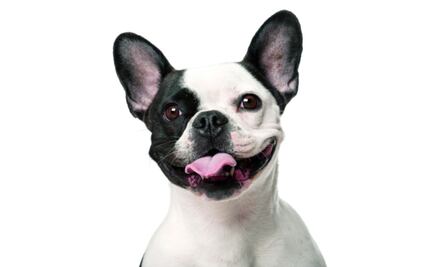 10 cosas que NO sabías de los perros bulldog francés
