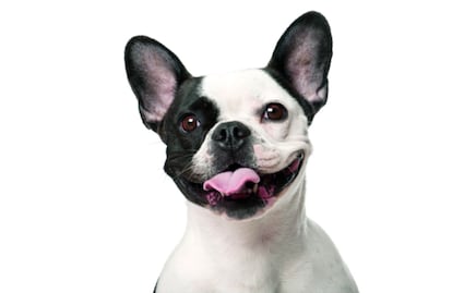 10 cosas que NO sabías de los perros bulldog francés