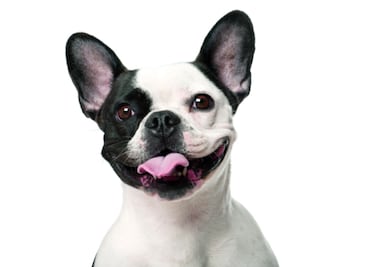 10 cosas que NO sabías de los perros bulldog francés