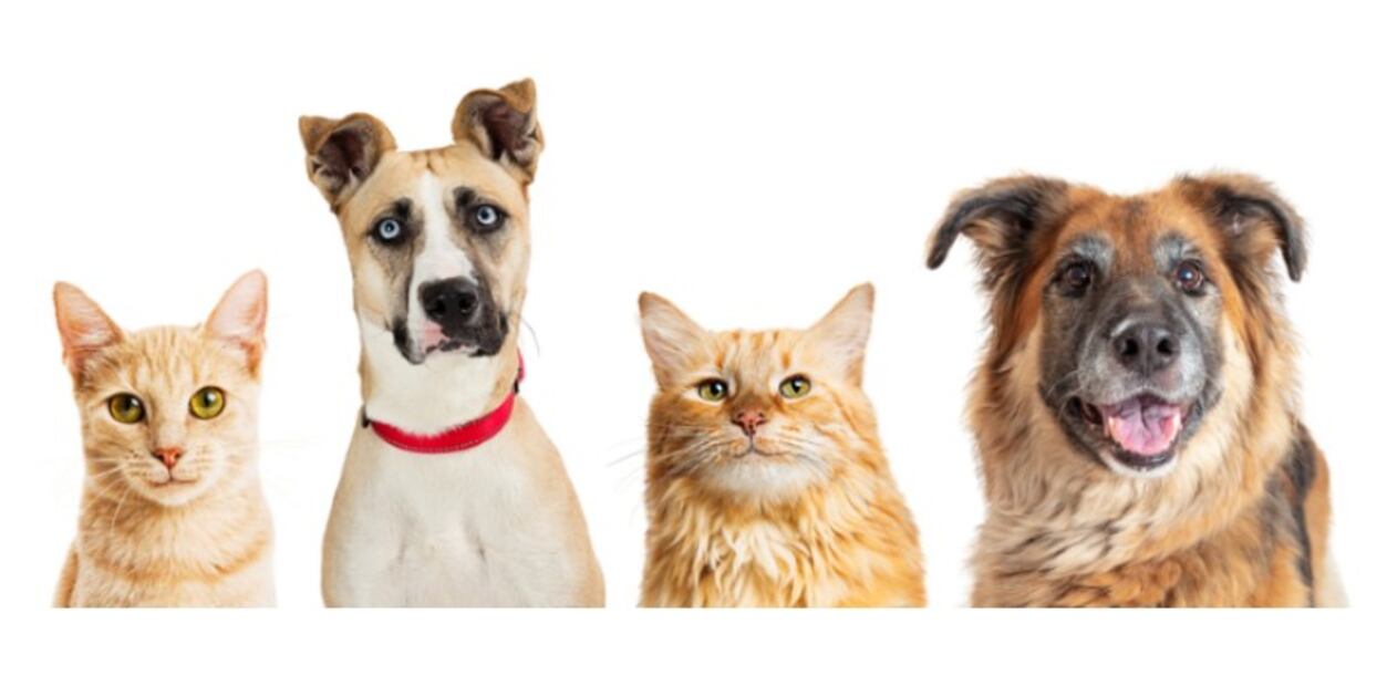 Conoce los beneficios de esterilizar a tu mascota: perro o gato