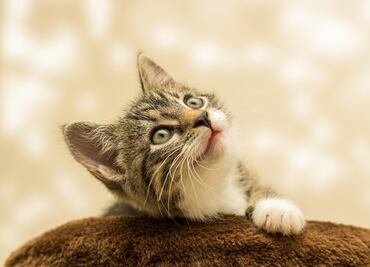 10 datos que seguro NO conoces sobre los gatos