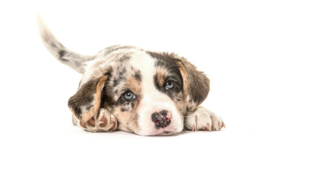 5 tips para evitar que el ruido altere a tu perro