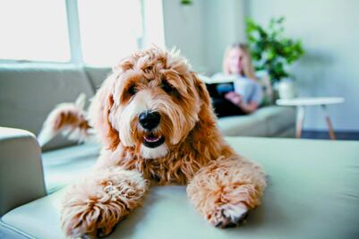 10 formas de llenar de energía a tu perro viejito