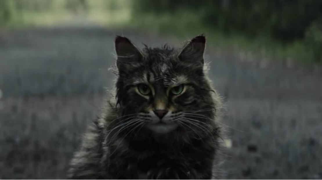 Los 10 gatos más famosos del cine y la televisión