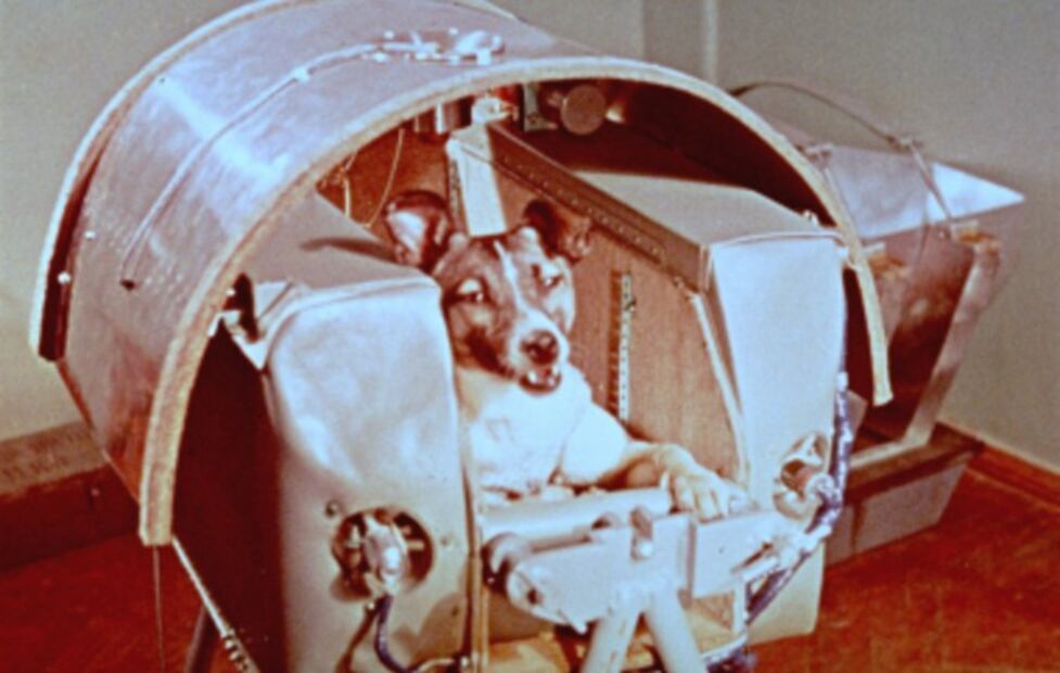 Día del Perro Callejero: 5 perros sin hogar que han hecho historia