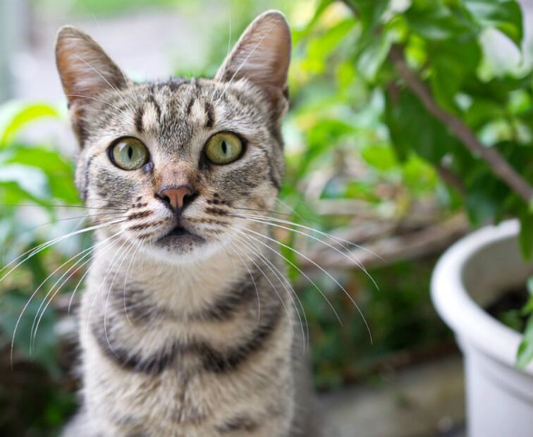 Más de 10 plantas que pueden ser tóxicas para los gatos 