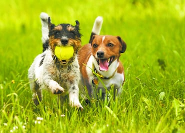 Las 10 razas de perro que se enferman menos