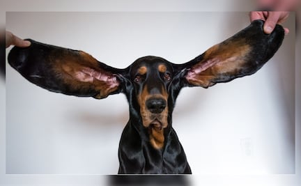 La perrita ganadora del Récord Guinness por tener las orejas más grandes del mundo