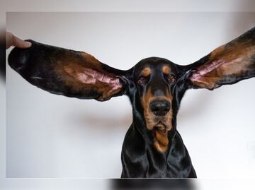 La perrita ganadora del Récord Guinness por tener las orejas más grandes del mundo
