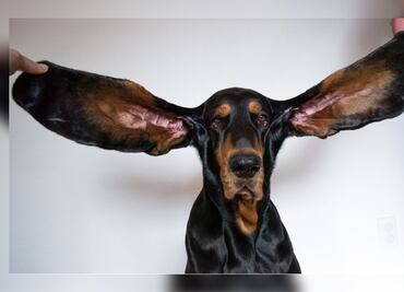 La perrita ganadora del Récord Guinness por tener las orejas más grandes del mundo