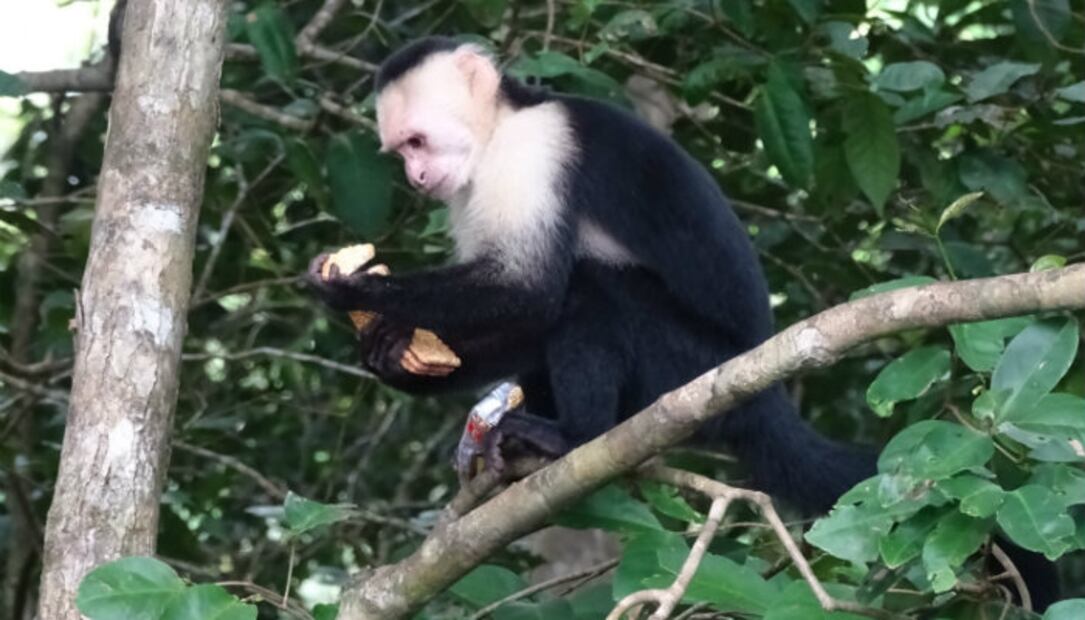 #DíaDelMono: “Monos ladrones” aterrorizan a turistas en todo el mundo