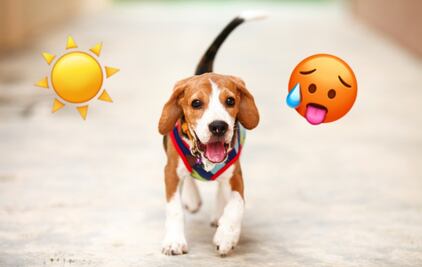 Las 5 razas de perros más vulnerables al calentamiento global