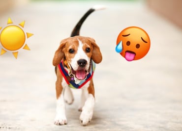 Las 5 razas de perros más vulnerables al calentamiento global