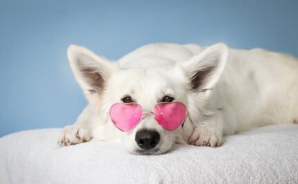 3 mascotas famosas en redes sociales que mantienen a sus dueños