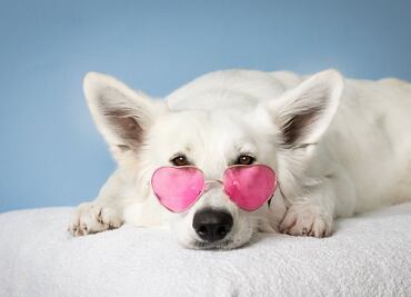 3 mascotas famosas en redes sociales que mantienen a sus dueños