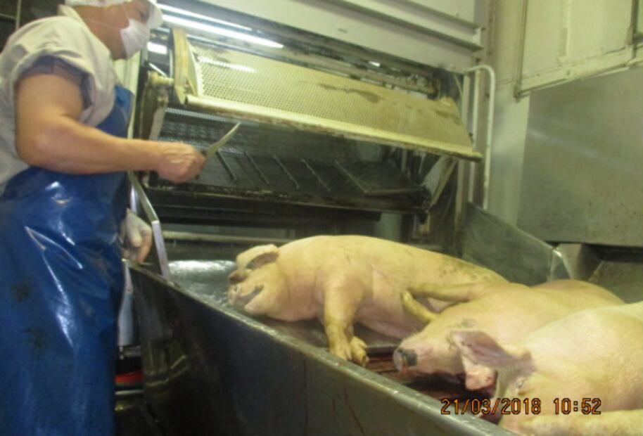 La crueldad animal en los rastros mexicanos NO es un problema generalizado