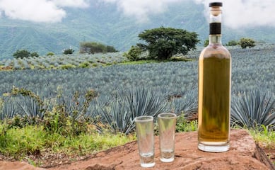 5 actividades para celebrar el Día Internacional del Tequila