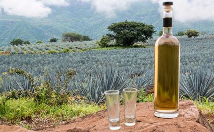 5 actividades para celebrar el Día Internacional del Tequila