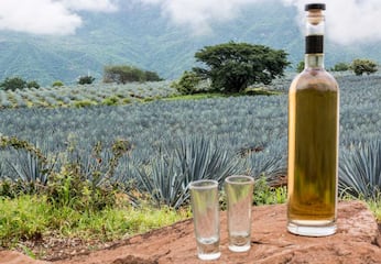 5 actividades para celebrar el Día Internacional del Tequila