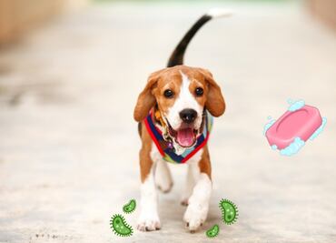 ¡Cuidado! NUNCA limpies las patas de tus mascotas con gel antibacterial