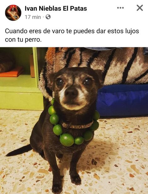 ¡A 70 el kilo de limón! Los 10 mejores memes del aumento de precio 