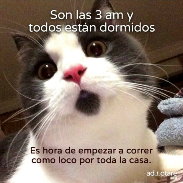 5 aspectos que debes considerar antes de adoptar un animal