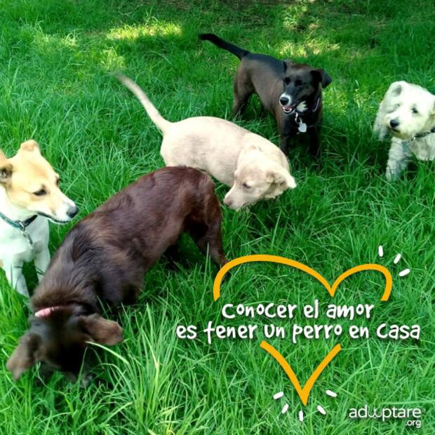 5 aspectos que debes considerar antes de adoptar un animal