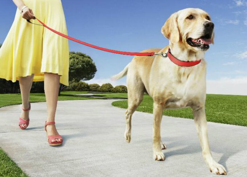 Kmimos: La app para dejar a tu mascota en buenas manos