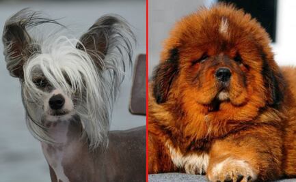 Las 10 razas de perro más exóticas del mundo