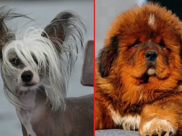 Las 10 razas de perro más exóticas del mundo