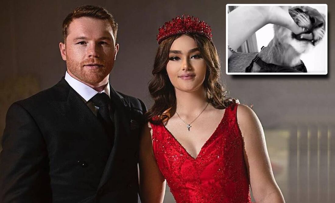 La hija del Canelo Álvarez, Emily Cinnamon, presumió como ha crecido el león que tiene como mascota. Foto: Especial