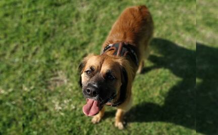 10 razones para adoptar un perro mestizo en vez de comprar uno de raza