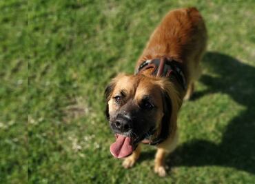 10 razones para adoptar un perro mestizo en vez de comprar uno de raza