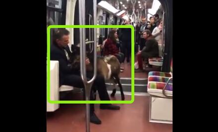 Vio una cabra cerca del museo de Louvre, la robó y se la llevó en el metro de París