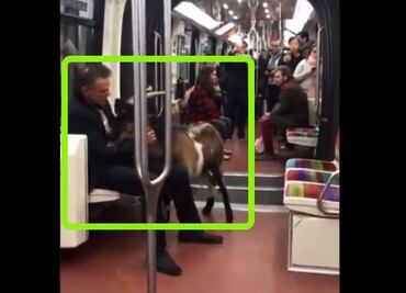 Vio una cabra cerca del museo de Louvre, la robó y se la llevó en el metro de París