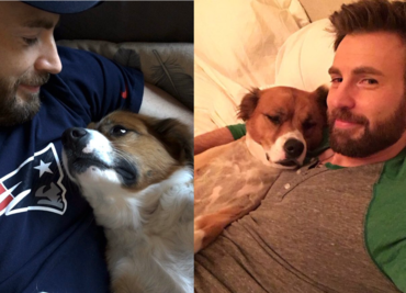 El mejor amigo del Capitán América ¡tiene cuatro patas!