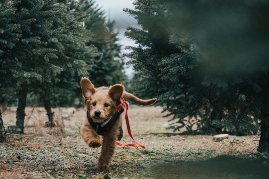 10 consejos para ejercitar a tu perro y a ti de paso