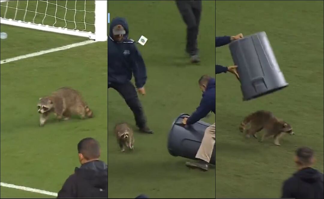 Un mapache interrumpió el juego entre el Philadelphia Union y el NYC FC de la MLS. FOTOS: Capturas