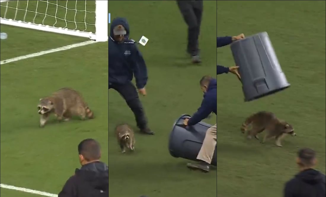 Un mapache interrumpió el juego entre el Philadelphia Union y el NYC FC de la MLS. FOTOS: Capturas