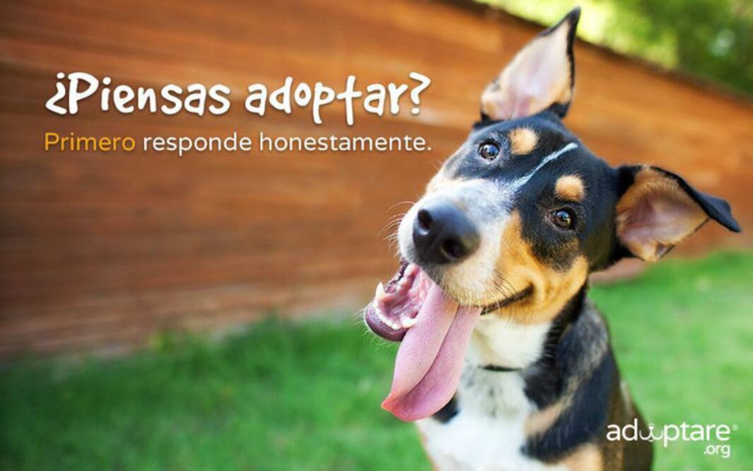 Cortesía adoptare.org