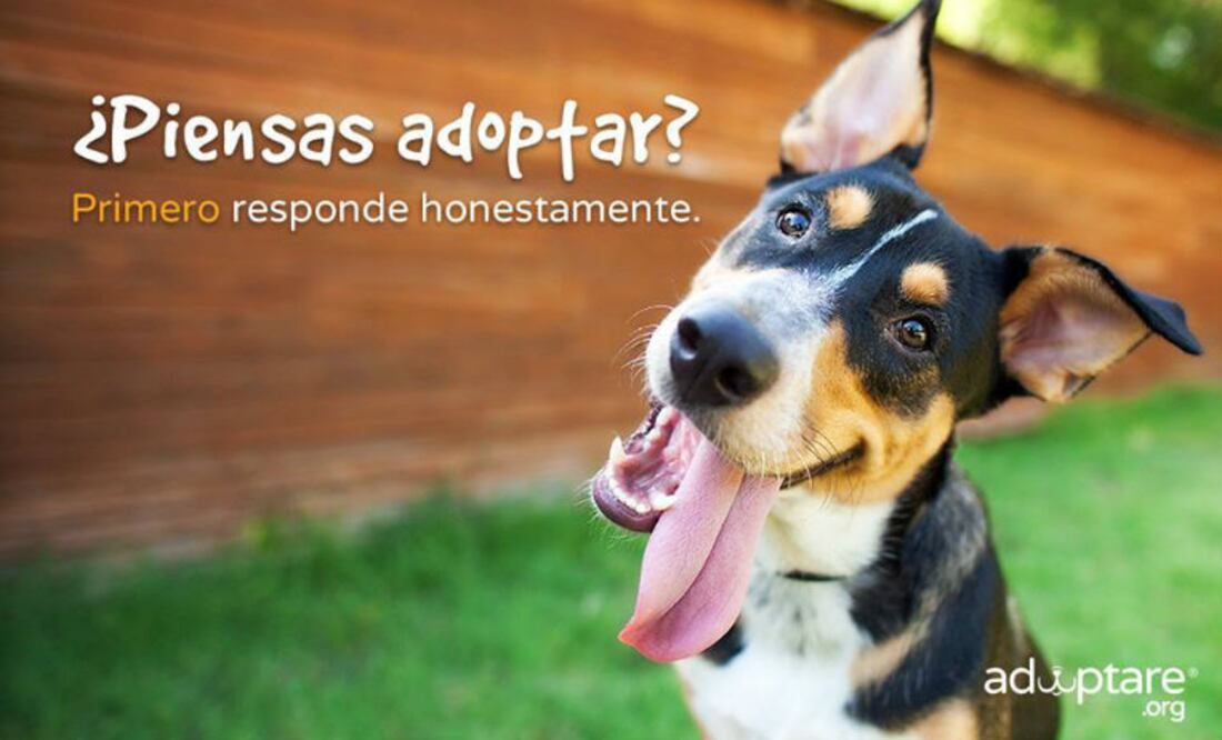 Cortesía adoptare.org