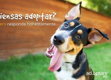 5 aspectos que debes considerar antes de adoptar un animal